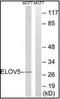 ELOVL Fatty Acid Elongase 5 antibody, orb96057, Biorbyt, Western Blot image 