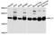 60S ribosomal protein L17 antibody, A5934, ABclonal Technology, Western Blot image 