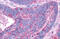 Dopamine Receptor D1 antibody, MBS244461, MyBioSource, Immunohistochemistry frozen image 