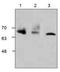 Phosphoenolpyruvate Carboxykinase 1 antibody, TA319014, Origene, Western Blot image 