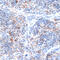 SLAM Family Member 7 antibody, 16-659, ProSci, Immunohistochemistry frozen image 