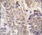 Aconitase 2 antibody, PA5-14500, Invitrogen Antibodies, Immunohistochemistry frozen image 