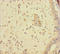 Family With Sequence Similarity 107 Member A antibody, A62542-100, Epigentek, Immunohistochemistry paraffin image 