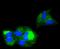 Beta-2-Microglobulin antibody, A00456-5, Boster Biological Technology, Immunocytochemistry image 