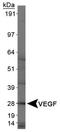 VEGF antibody, NB100-664, Novus Biologicals, Western Blot image 