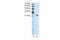 BUD31 Homolog antibody, 28-861, ProSci, Enzyme Linked Immunosorbent Assay image 