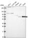 Zinc Finger With KRAB And SCAN Domains 7 antibody, NBP2-57863, Novus Biologicals, Western Blot image 