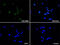 Lymphoid Enhancer Binding Factor 1 antibody, M00605-2, Boster Biological Technology, Immunofluorescence image 