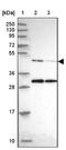 Actin Related Protein 3 antibody, NBP2-33623, Novus Biologicals, Western Blot image 