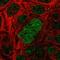Spalt Like Transcription Factor 4 antibody, HPA015791, Atlas Antibodies, Immunofluorescence image 