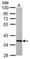 Store-Operated Calcium Entry Associated Regulatory Factor antibody, NBP2-20666, Novus Biologicals, Western Blot image 