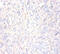 Annexin A5 antibody, CSB-PA06384A0Rb, Cusabio, Immunohistochemistry paraffin image 