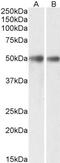 G Protein Subunit Alpha I2 antibody, 43-712, ProSci, Enzyme Linked Immunosorbent Assay image 