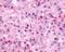 Neuromedin B Receptor antibody, NLS828, Novus Biologicals, Immunohistochemistry frozen image 