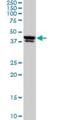 Upstream Transcription Factor 2, C-Fos Interacting antibody, H00007392-M01, Novus Biologicals, Western Blot image 