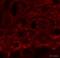 Keratin 13 antibody, ab92551, Abcam, Immunohistochemistry frozen image 