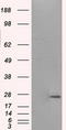 Prolactin antibody, LS-C114892, Lifespan Biosciences, Western Blot image 
