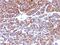 Moesin antibody, MBS439525, MyBioSource, Immunohistochemistry frozen image 