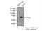 Serum/Glucocorticoid Regulated Kinase Family Member 3 antibody, 12699-1-AP, Proteintech Group, Immunoprecipitation image 