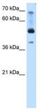 Activating enhancer-binding protein 2-beta antibody, TA343377, Origene, Western Blot image 