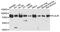 Plasminogen Activator, Urokinase Receptor antibody, MBS126856, MyBioSource, Western Blot image 