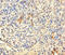 Transcription Elongation Factor A N-Terminal And Central Domain Containing 2 antibody, LS-C371775, Lifespan Biosciences, Immunohistochemistry paraffin image 