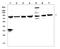 Mitotic Arrest Deficient 1 Like 1 antibody, LS-C357425, Lifespan Biosciences, Western Blot image 