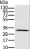 Hydroxysteroid 17-Beta Dehydrogenase 8 antibody, LS-B15313, Lifespan Biosciences, Western Blot image 