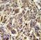 Alpha And Gamma Adaptin Binding Protein antibody, LS-C166176, Lifespan Biosciences, Immunohistochemistry frozen image 