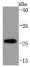 DNA Damage Inducible Transcript 3 antibody, NBP2-66856, Novus Biologicals, Western Blot image 