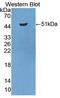 Reticulon-1 antibody, LS-C663274, Lifespan Biosciences, Western Blot image 