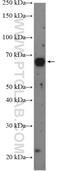 REST Corepressor 1 antibody, 27686-1-AP, Proteintech Group, Western Blot image 