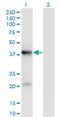 Pantothenate Kinase 3 antibody, H00079646-M01, Novus Biologicals, Western Blot image 