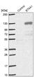 ETAA1 Activator Of ATR Kinase antibody, PA5-57128, Invitrogen Antibodies, Western Blot image 