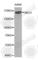 Mediator Complex Subunit 1 antibody, A1724, ABclonal Technology, Western Blot image 