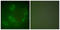 Hsp110 antibody, LS-B8387, Lifespan Biosciences, Immunofluorescence image 