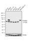 Transforming Growth Factor Beta Receptor 2 antibody, PA5-36115, Invitrogen Antibodies, Western Blot image 