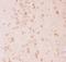 TSC Complex Subunit 2 antibody, LS-C343992, Lifespan Biosciences, Immunohistochemistry frozen image 