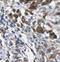 UDP-Glucose Pyrophosphorylase 2 antibody, FNab09239, FineTest, Immunohistochemistry paraffin image 