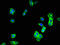 Heat-stable enterotoxin receptor antibody, OACA09780, Aviva Systems Biology, Immunofluorescence image 