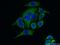 SRA Stem-Loop Interacting RNA Binding Protein antibody, 26006-1-AP, Proteintech Group, Immunofluorescence image 