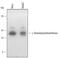 Gamma-glutamylcyclotransferase antibody, AF5086, R&D Systems, Western Blot image 