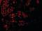 Solute Carrier Family 33 Member 1 antibody, orb89841, Biorbyt, Immunofluorescence image 