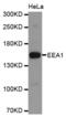 Early Endosome Antigen 1 antibody, abx004713, Abbexa, Western Blot image 