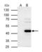 WW Domain Containing Oxidoreductase antibody, PA5-29701, Invitrogen Antibodies, Immunoprecipitation image 