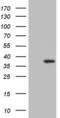 UTP11 Small Subunit Processome Component antibody, MA5-27022, Invitrogen Antibodies, Western Blot image 