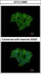 Annexin A4 antibody, GTX113383, GeneTex, Immunofluorescence image 