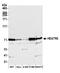 HEAT Repeat Containing 3 antibody, A305-808A-M, Bethyl Labs, Western Blot image 