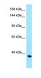 Hypothetical protein LOC100504025 antibody, orb325039, Biorbyt, Western Blot image 