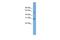 MRT4 Homolog, Ribosome Maturation Factor antibody, GTX46468, GeneTex, Western Blot image 